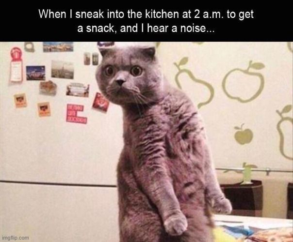 Image tagged in cat,funny,snack Imgflip