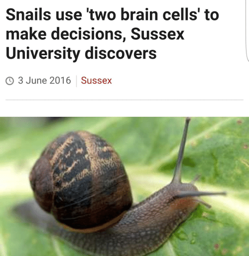 Snails Use Two Brain Cells Blank Template Imgflip