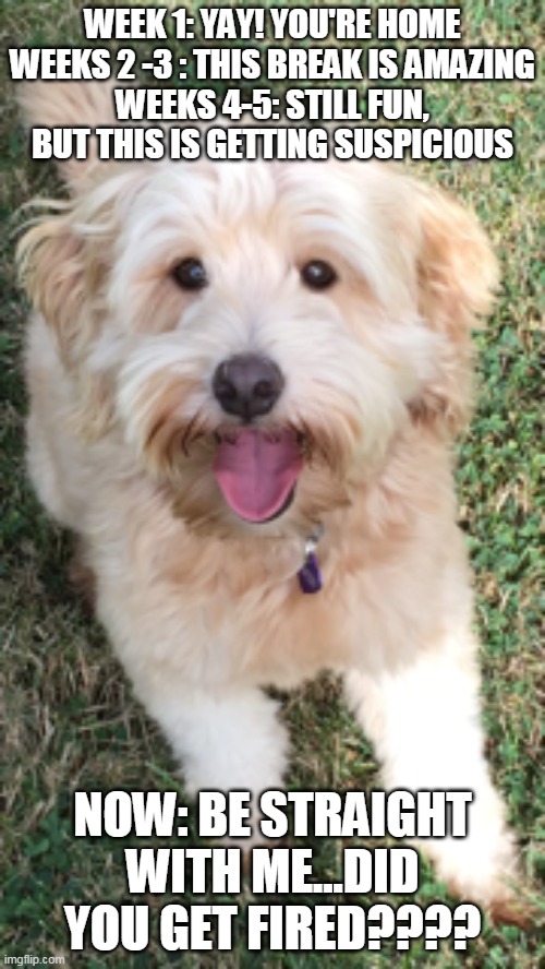 Dogs and Quarantine Imgflip