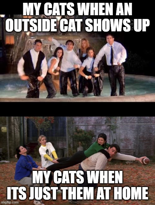 My Cats on Unity Imgflip