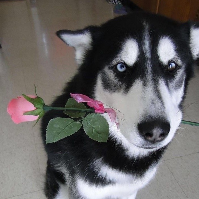 Dog with flowers Memes Imgflip
