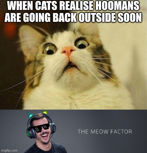 The meow factor Imgflip