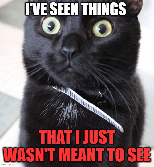 oh no kitty cat Imgflip