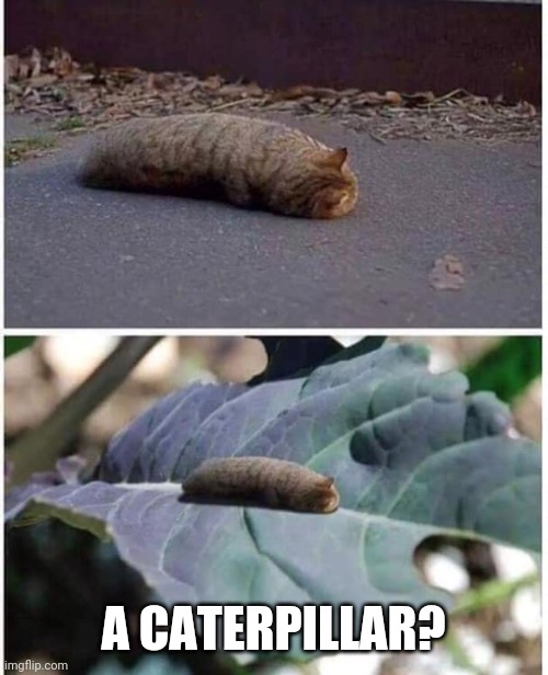 CAT ERPILLAR Imgflip