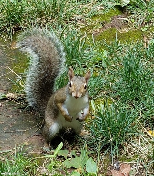 Image tagged in squirrel Imgflip