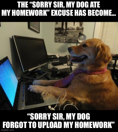 My dog Imgflip