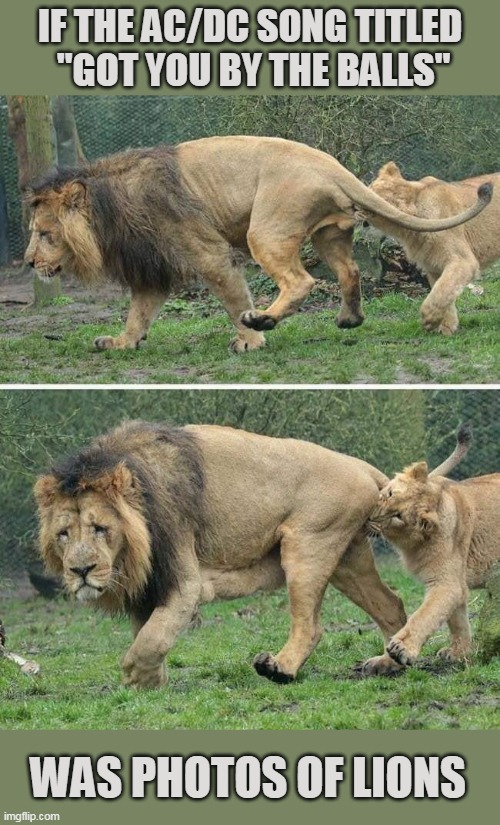 She's Got You By The Balls Imgflip