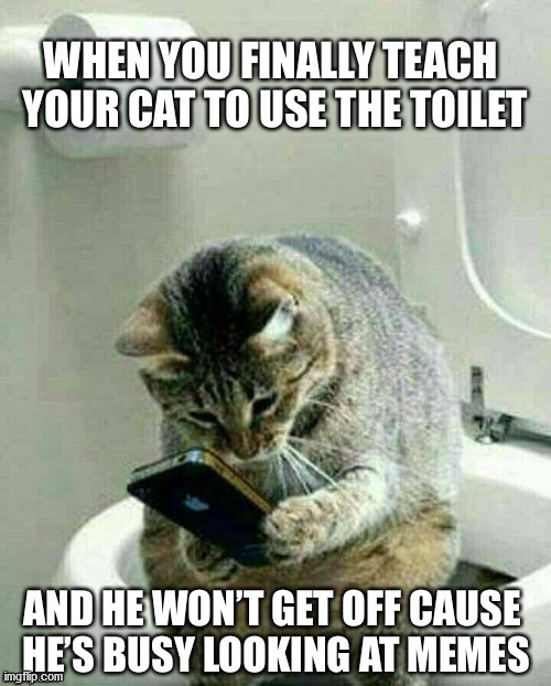 cat on toilet Imgflip