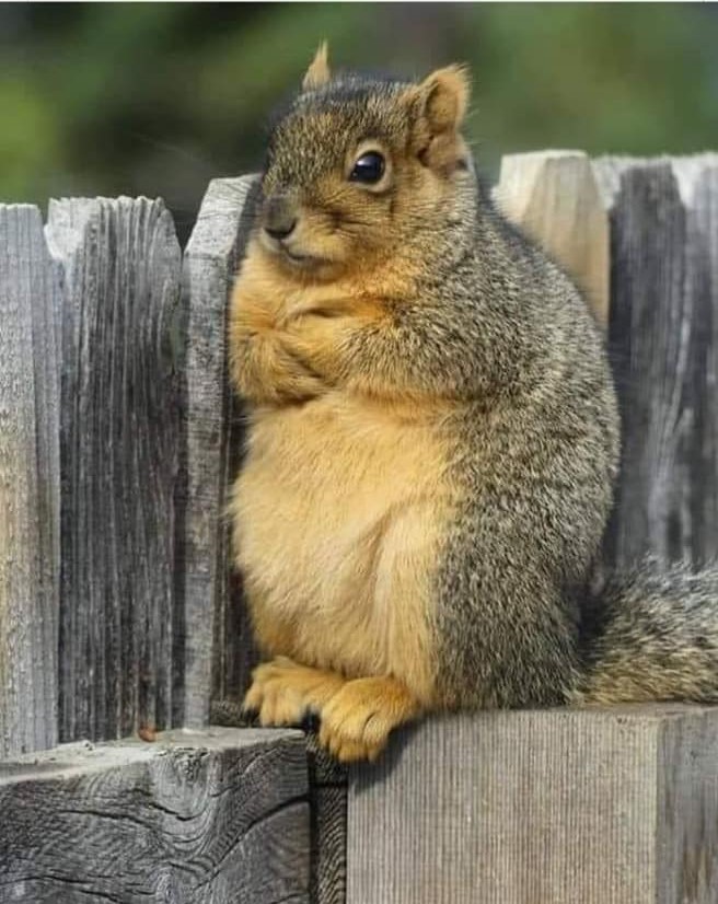 Annoyed Squirrel Blank Template Imgflip