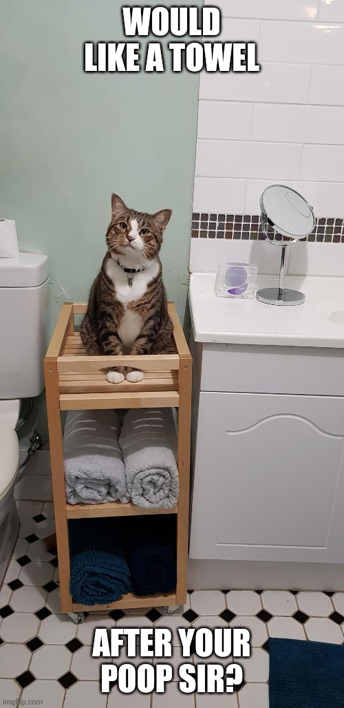 TOWEL CAT Imgflip