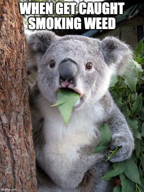 Surprised Koala Meme Imgflip