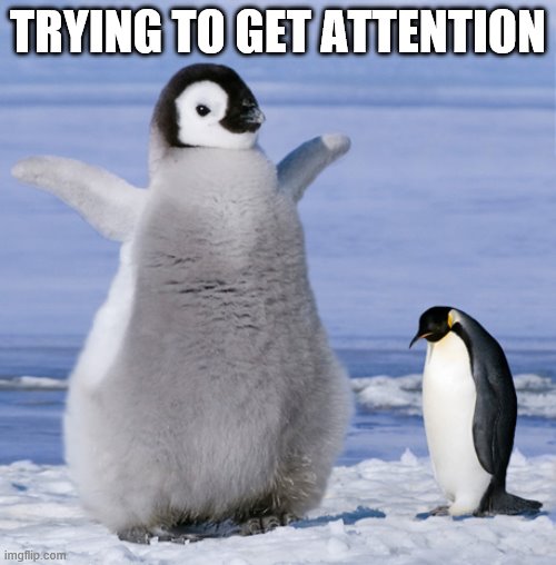 penguin attention Imgflip
