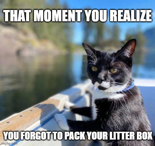 Boat Cat Imgflip