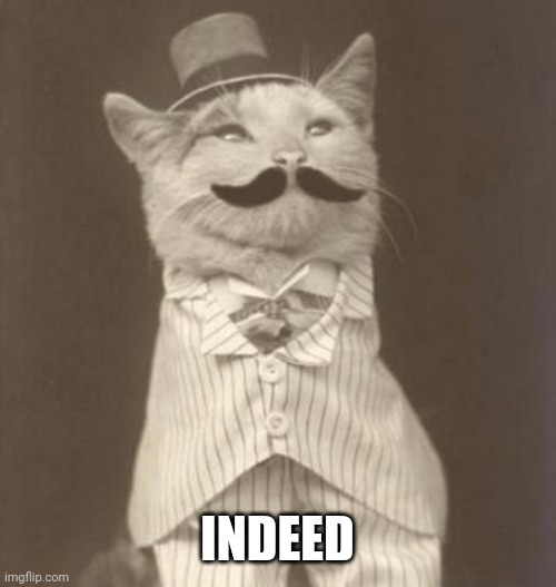 Moustache cat posh Imgflip
