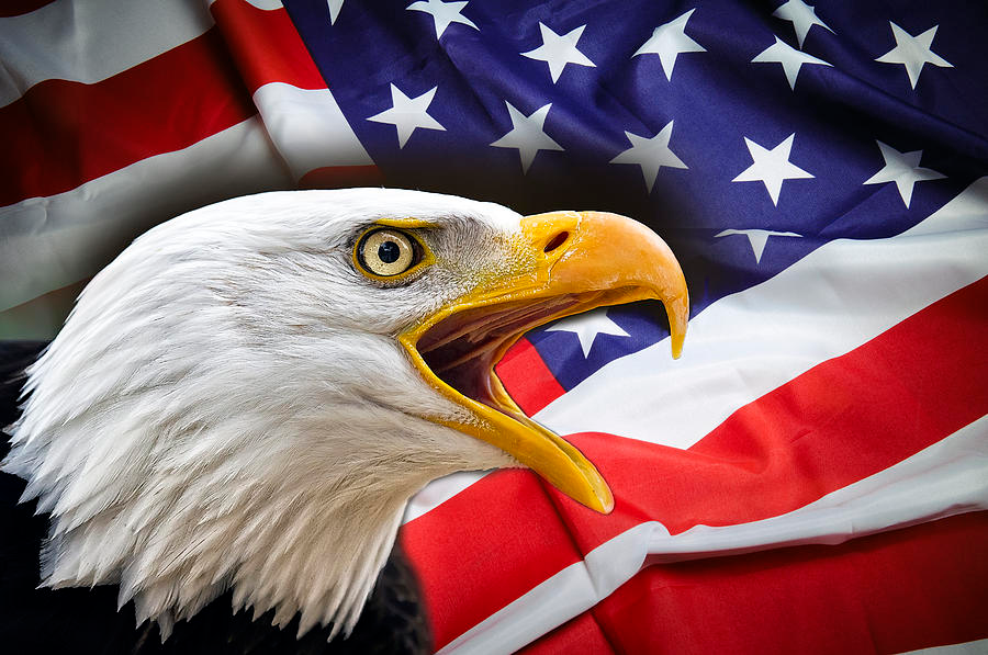 bald eagle us flag Blank Template Imgflip