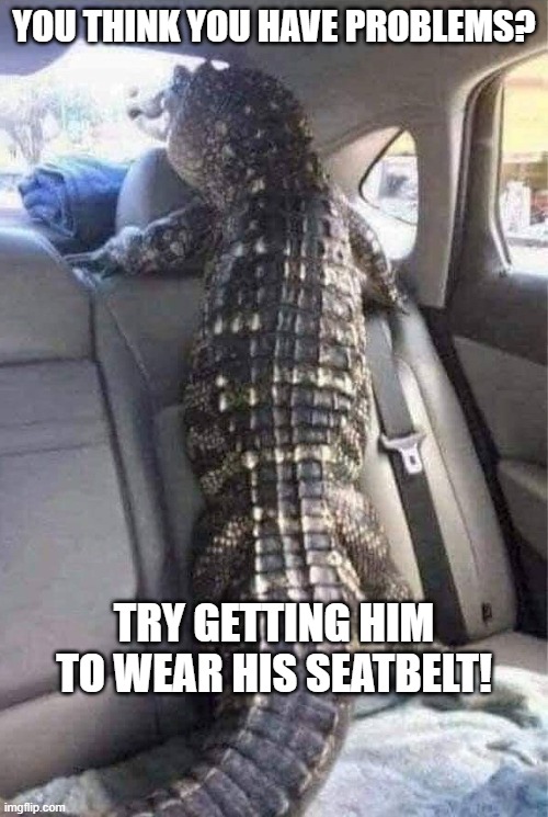 seatbelt Memes & GIFs Imgflip