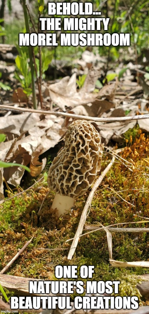 Morel Season Is In Full Swing In Wisconsin Now! Imgflip