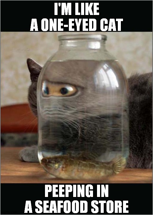 This Cat Likes To 'Shake, Rattle & Roll' Imgflip