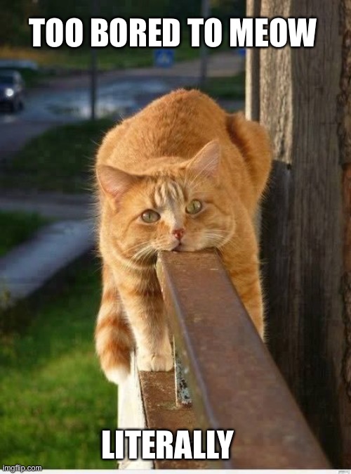 cats Memes & GIFs Imgflip