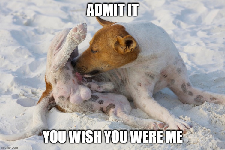 dog balls Imgflip