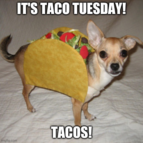 taco tuesday Imgflip