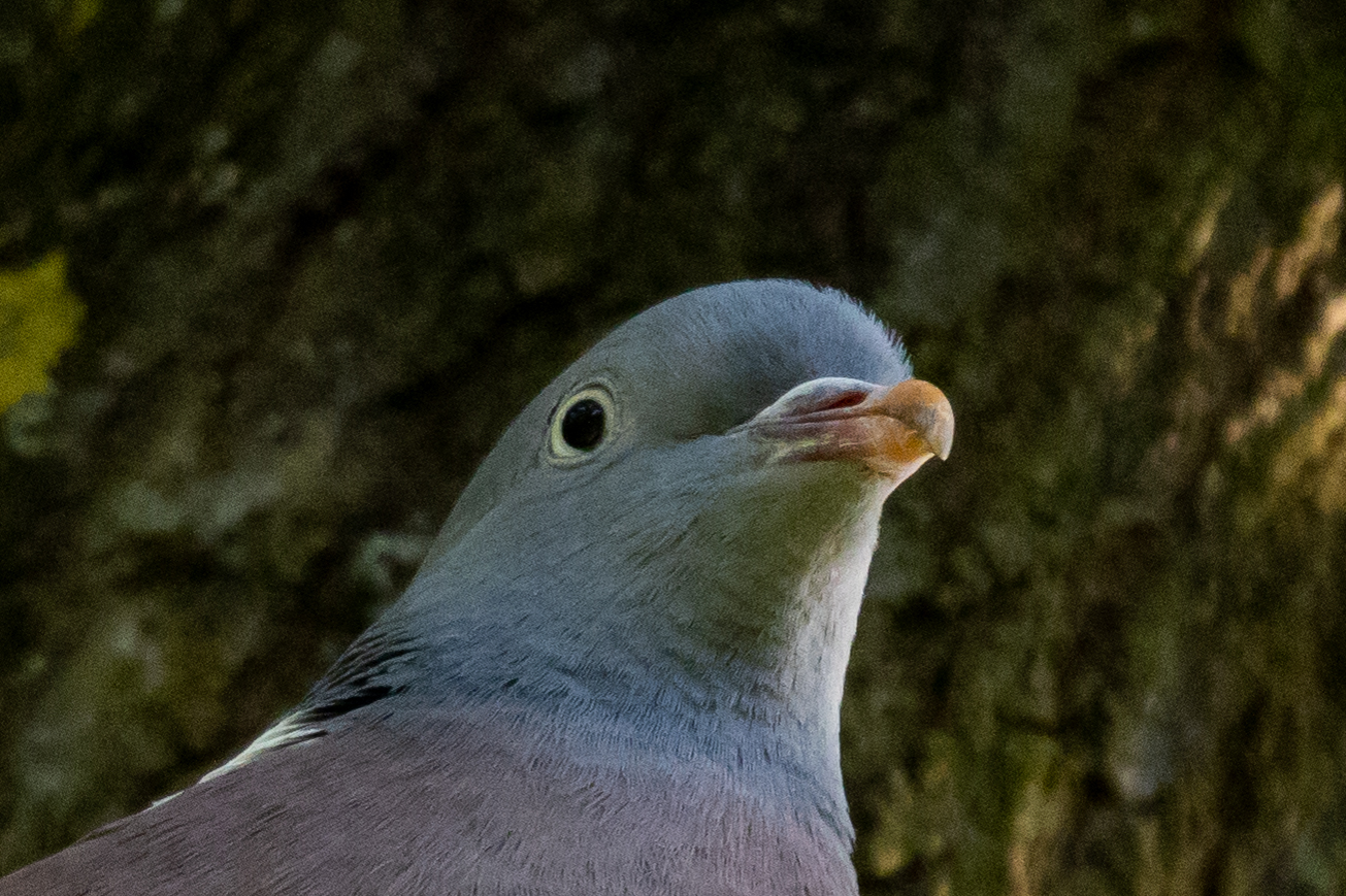 PTSD Pigeon Blank Template Imgflip