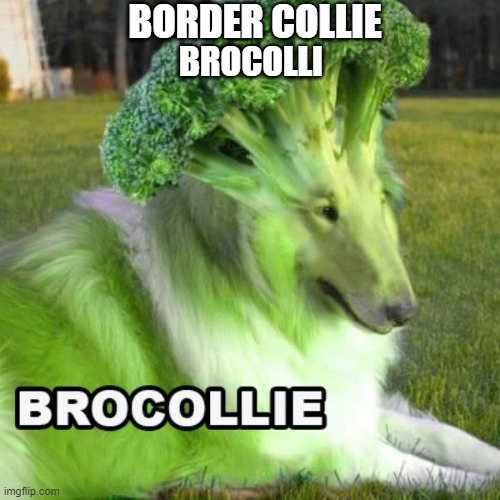 BROCOLLIE Imgflip