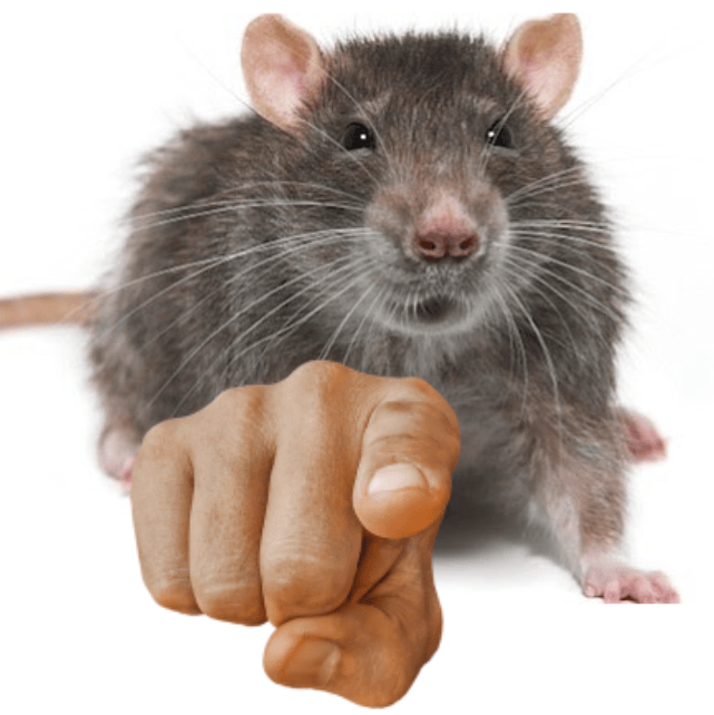 RatPointing Alternate Blank Template Imgflip