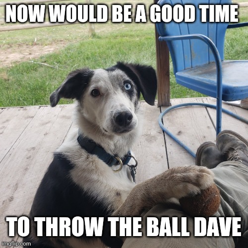 Throw the damn ball Imgflip
