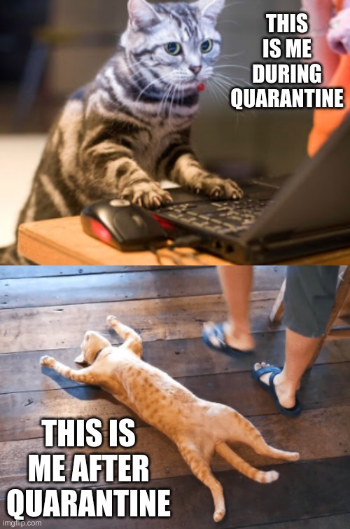 quarantine cat life Imgflip