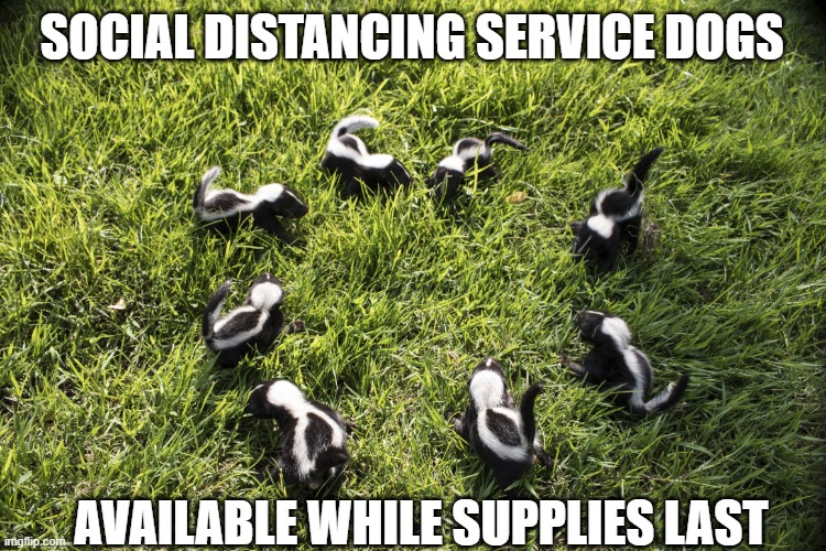 skunk meeting Imgflip