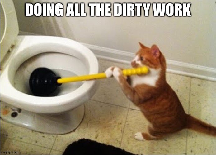 Image tagged in cat plunging toilet Imgflip