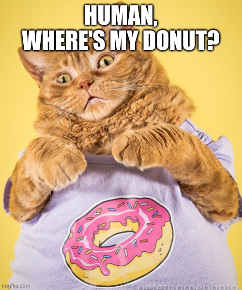 Chonk Cat donut Imgflip