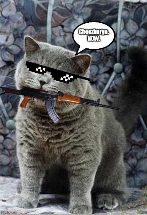 I can has cheezburger cat Imgflip