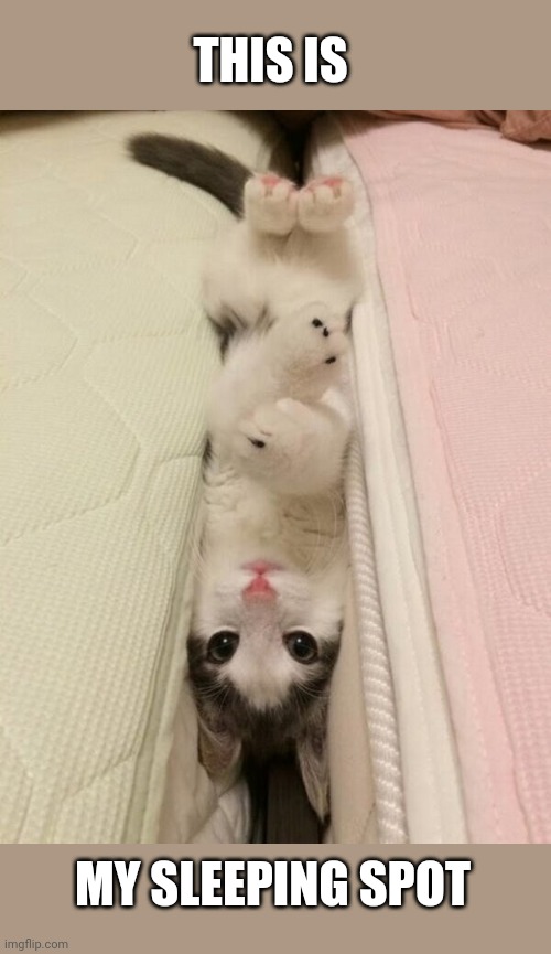KITTY SLEEPS BETWEEN THE MATTRESSES Imgflip