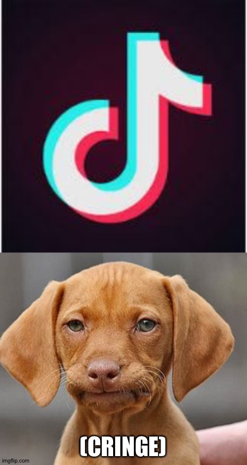 Image tagged in umm dog,tik tok Imgflip