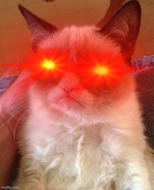 Collection 90+ Pictures Images Of Mean Cats Latest