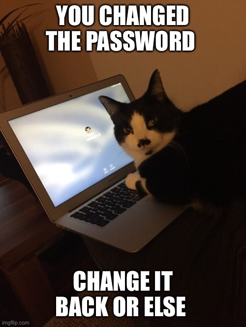 Cat password Imgflip