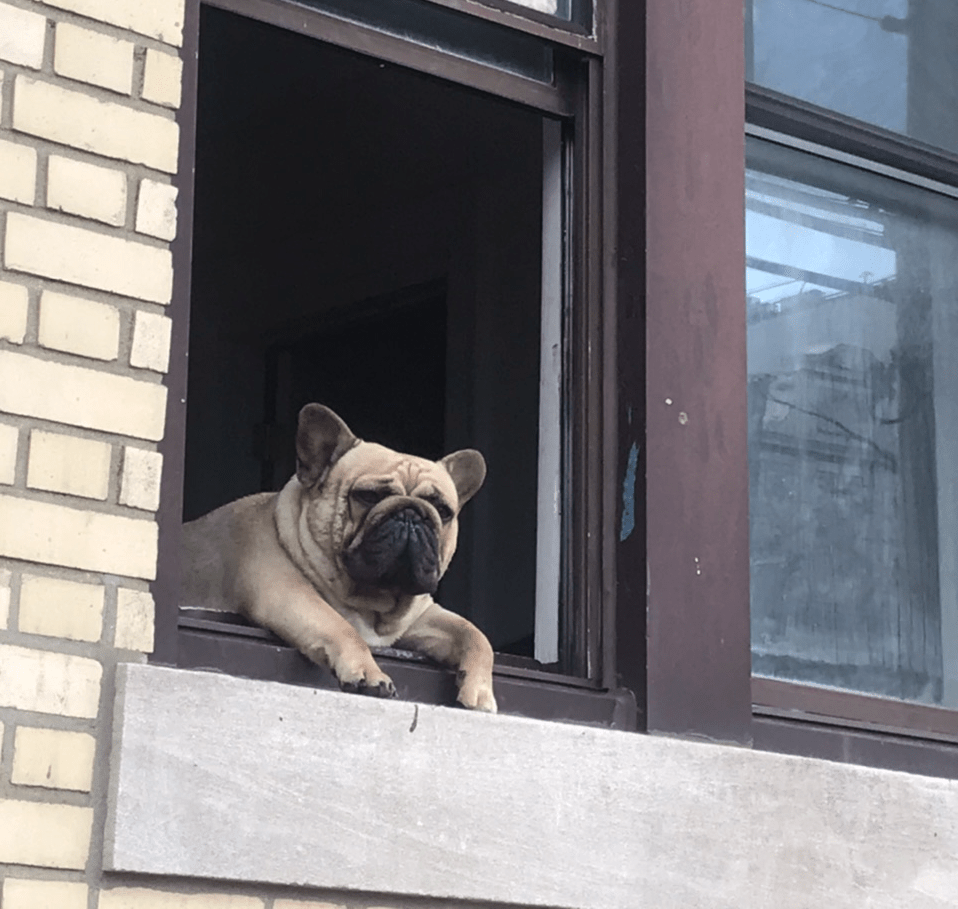 Dog hanging out The window Blank Template Imgflip