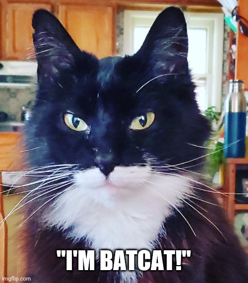 Batcat Imgflip