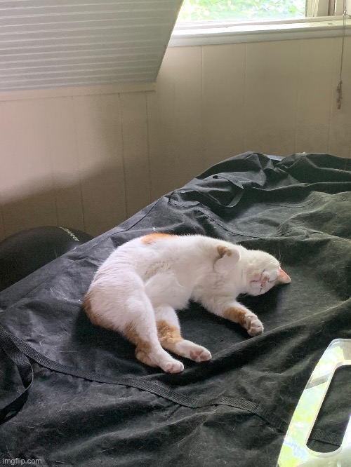 My cat always watches me while I’m on the Peloton but she isn’t always