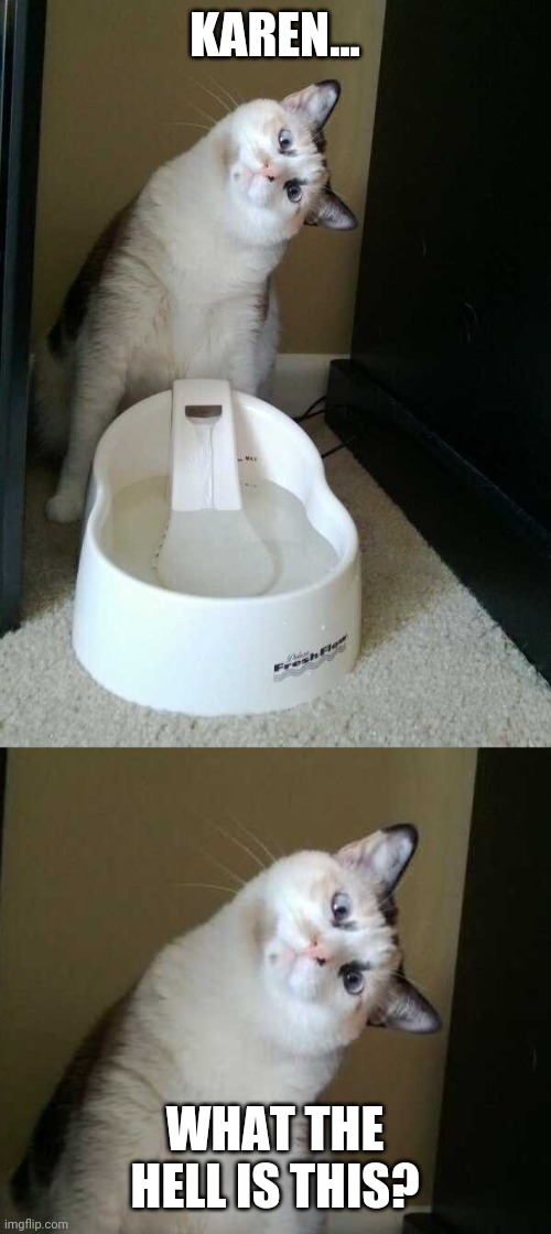 CONFUSED KITTY Imgflip