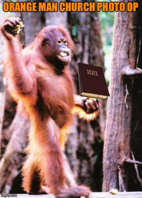 Image tagged in donald trump is an orangutan Imgflip