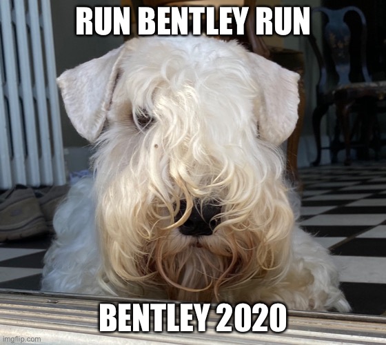 Run Bentley Run Imgflip