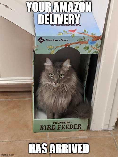 Bird Feeder Imgflip
