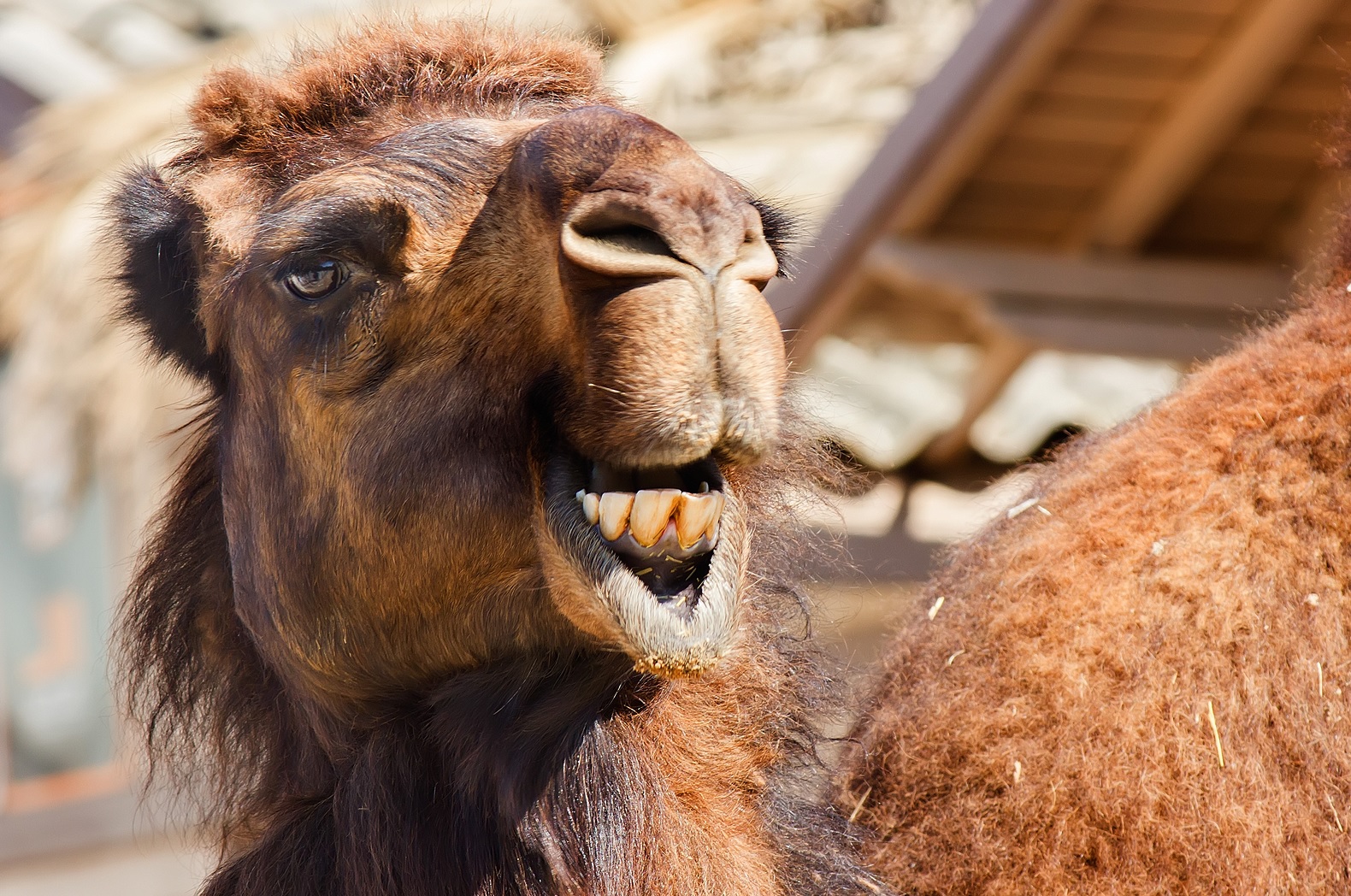 Angry Camel Blank Template Imgflip