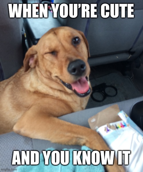 When you’re cute and you know it Imgflip