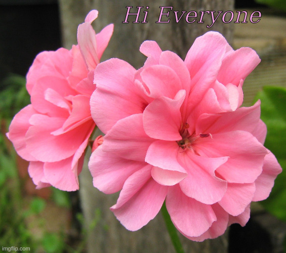 Hi Everyone Imgflip