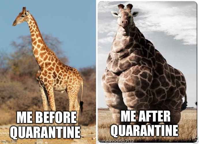 Image tagged in funny giraffe Imgflip