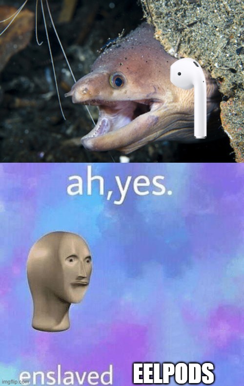 Eel Meme